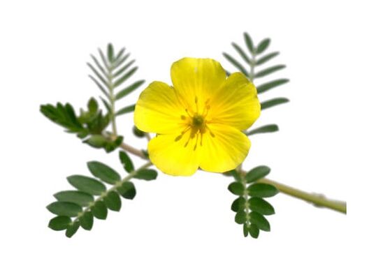 Gluconol Contains Tribulus Terrestris